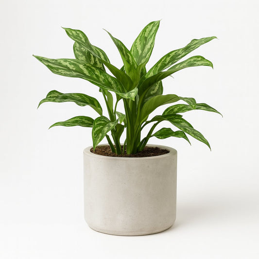 Aglaonema Maria - 40cm