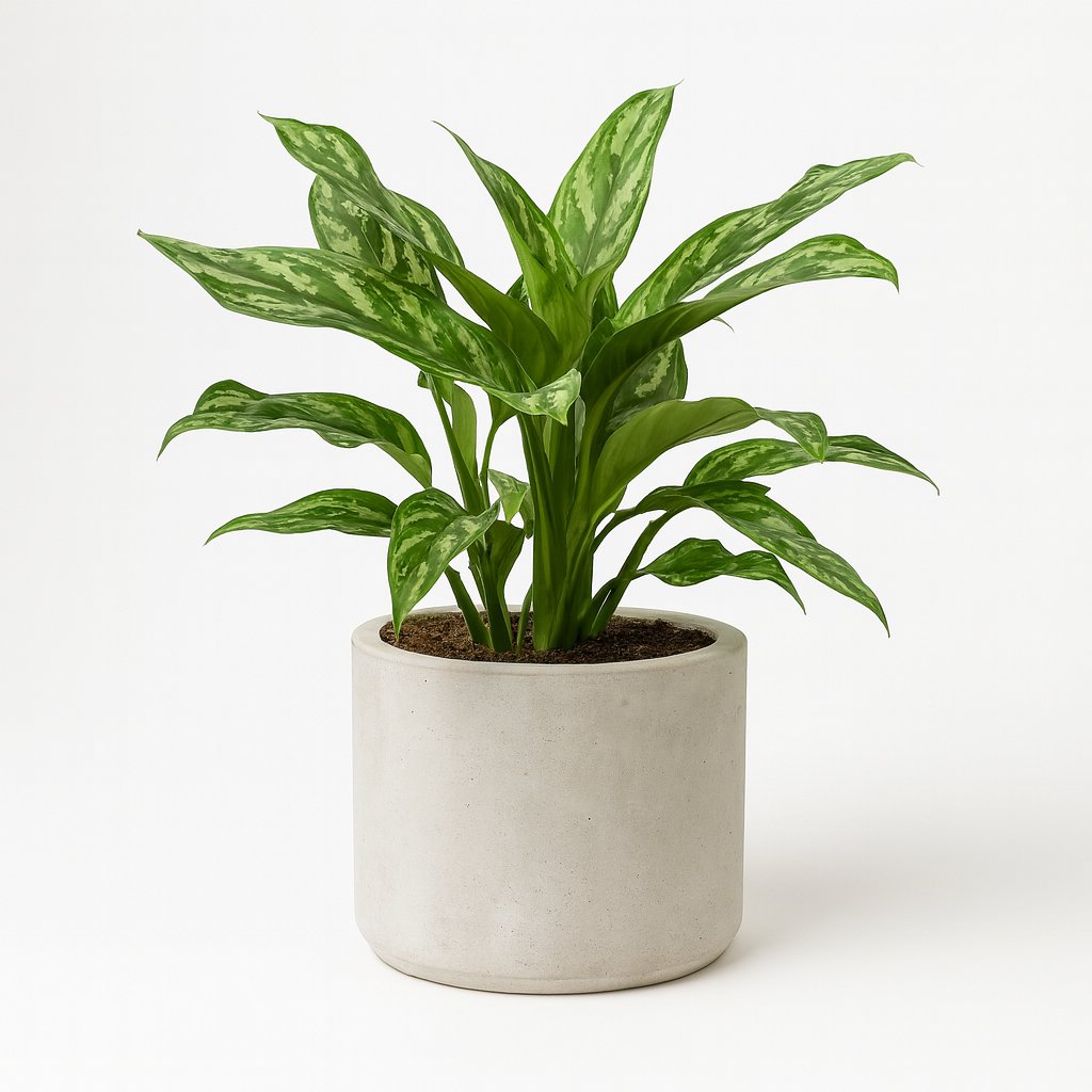 Aglaonema Maria 40cm im 14cm Topf