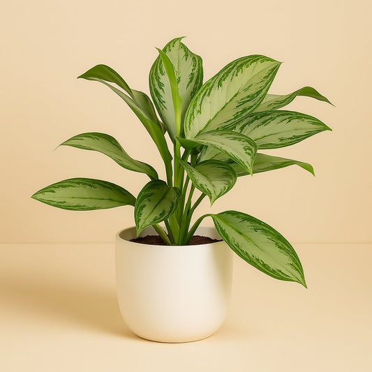 Aglaonema Maria Christina