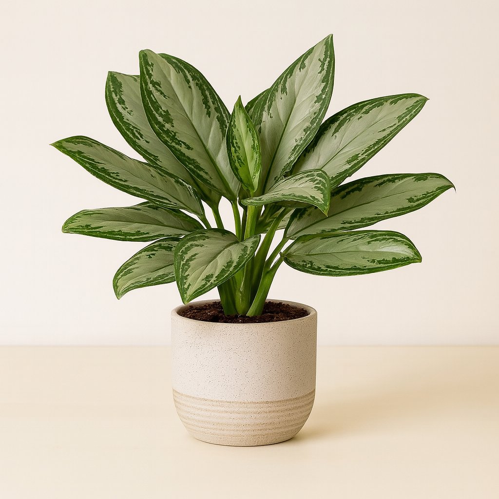 Aglaonema Maria Christina