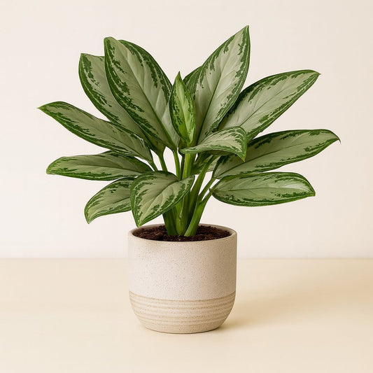 Aglaonema Maria Christina