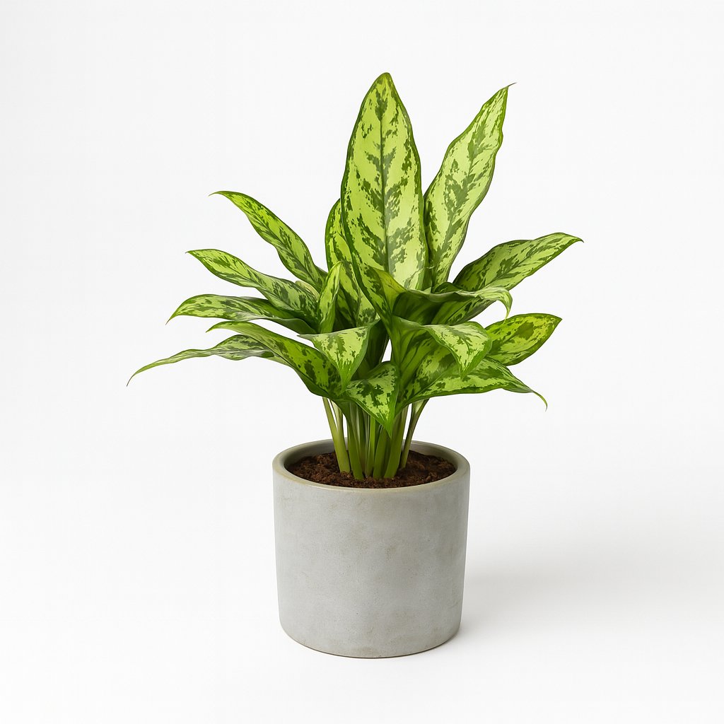 Aglaonema Romeo - 60cm