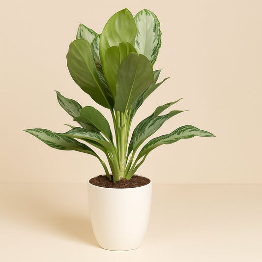 Aglaonema Silver Bay - 55cm