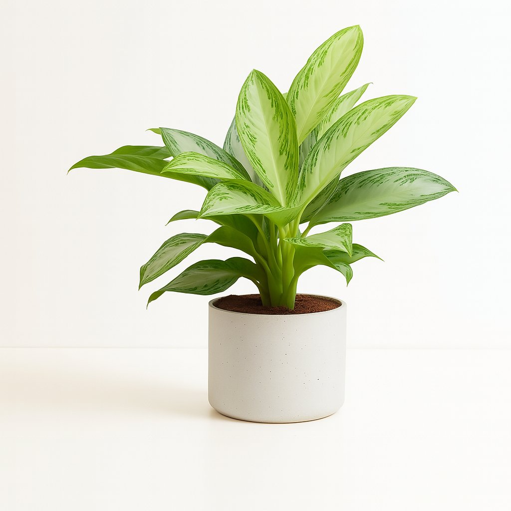 Aglaonema Silver Bay - 80cm