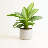Aglaonema Silver Bay 80cm im 21cm Topf