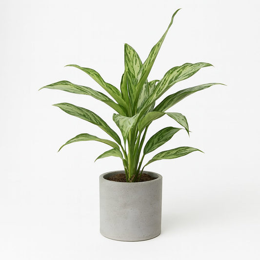 Aglaonema Silver Queen - 45cm