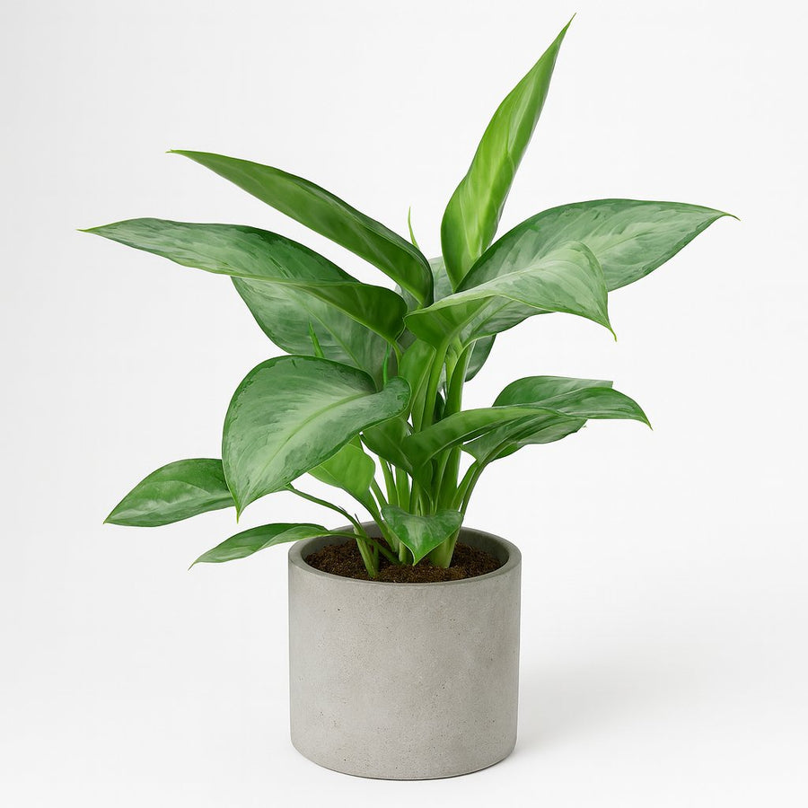 Aglaonema Silverado - 40cm in einem modernen Studio mit modernem Topf