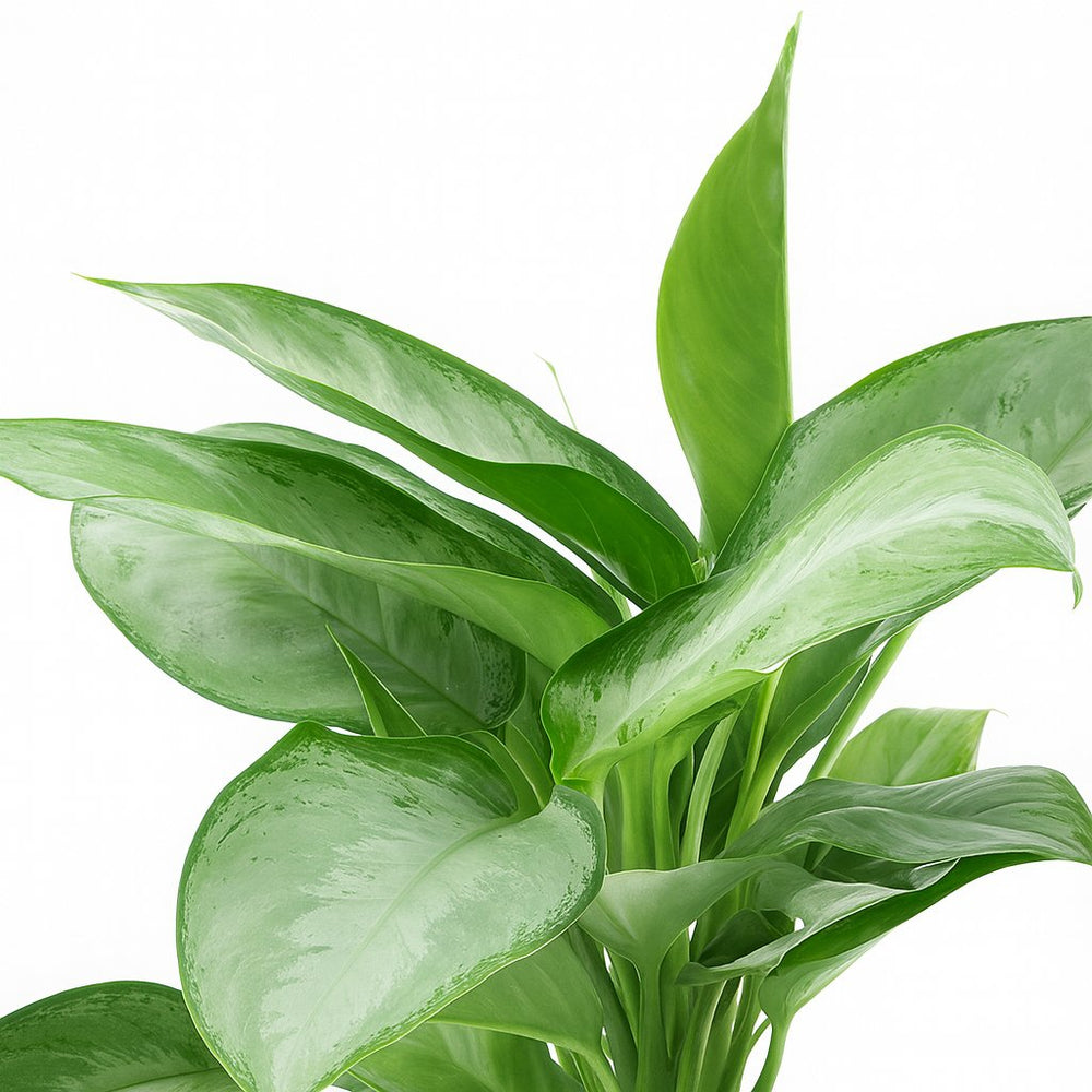 Aglaonema Silverado