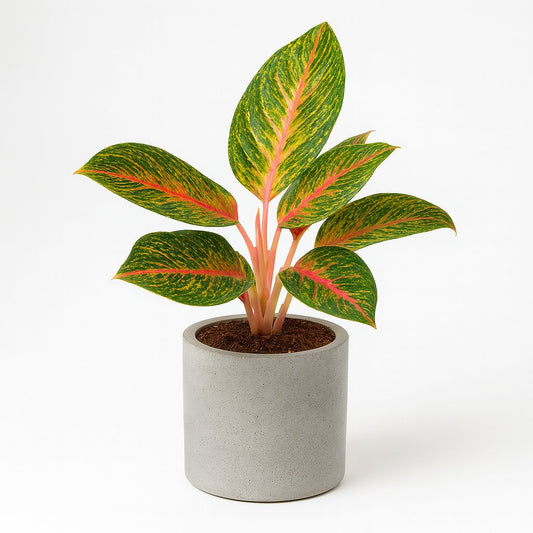 Aglaonema Spring Red - 60cm