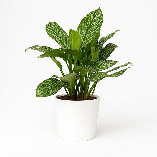 Aglaonema Stripes - 80cm