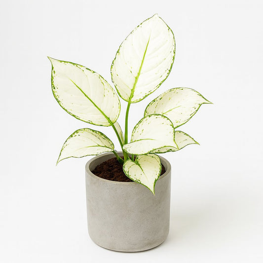 Aglaonema White Joy - 35cm