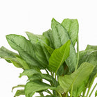 Aglaonema B.J, Freedman