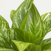 Aglaonema Green Lady