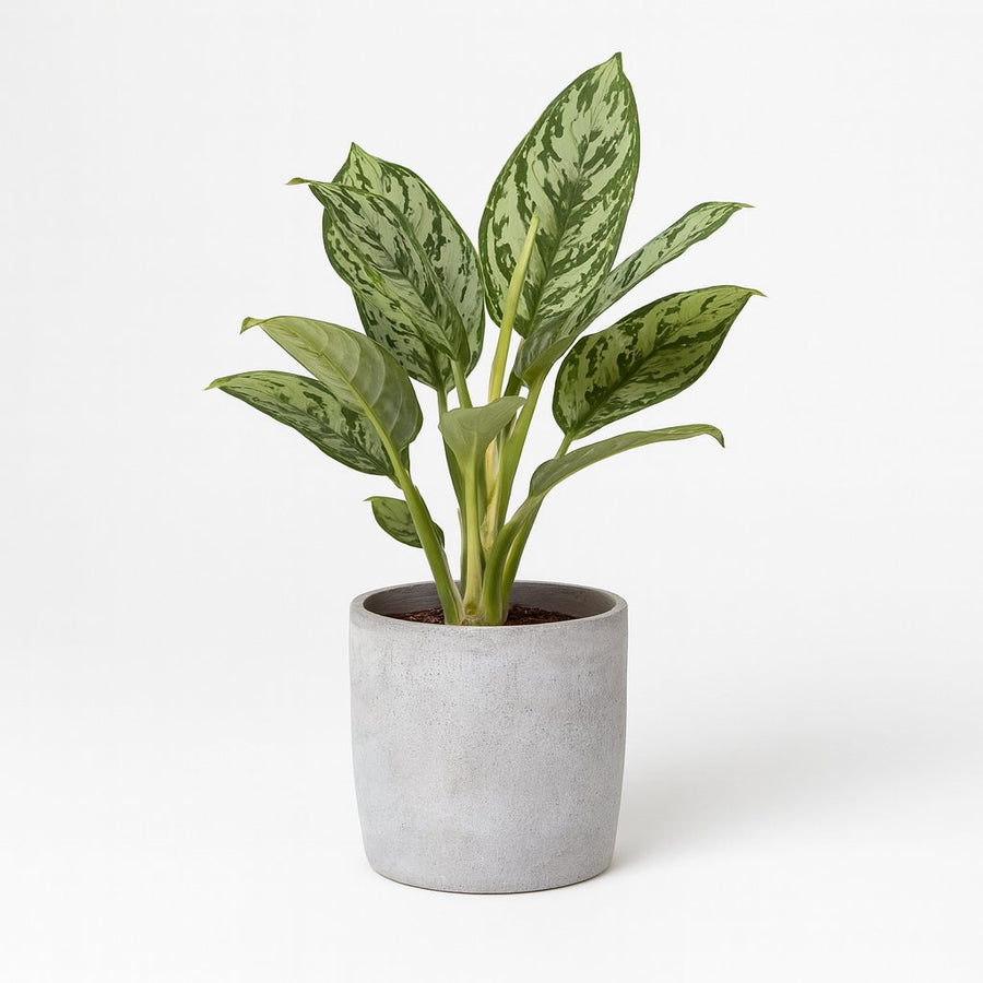 Aglaonema Jungle Silver - 60cm mit betontopf