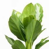 Aglaonema Silver Bay 55cm im 17cm Topf Nahaufnahme