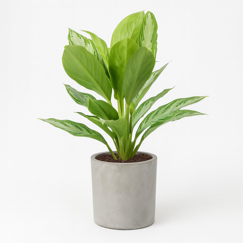 Aglaonema Silver Bay 55cm im 17cm Topf