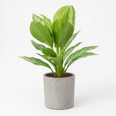 Aglaonema Silver Bay 55cm im 17cm Topf