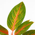 Aglaonema Spring Red