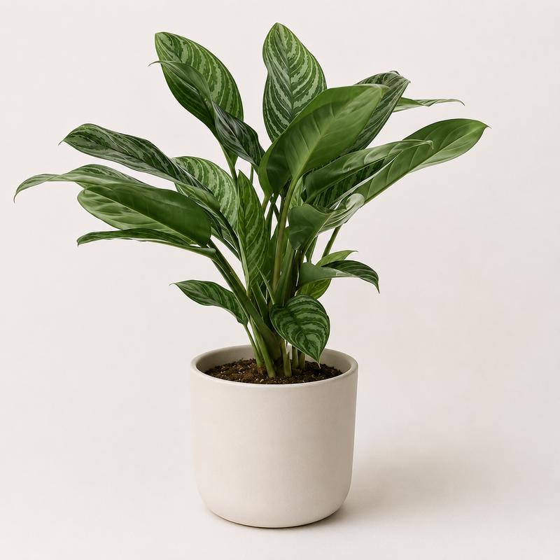 Aglaonema Stripes Detail