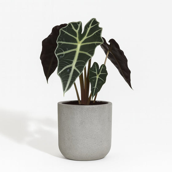 Alocasia Polly