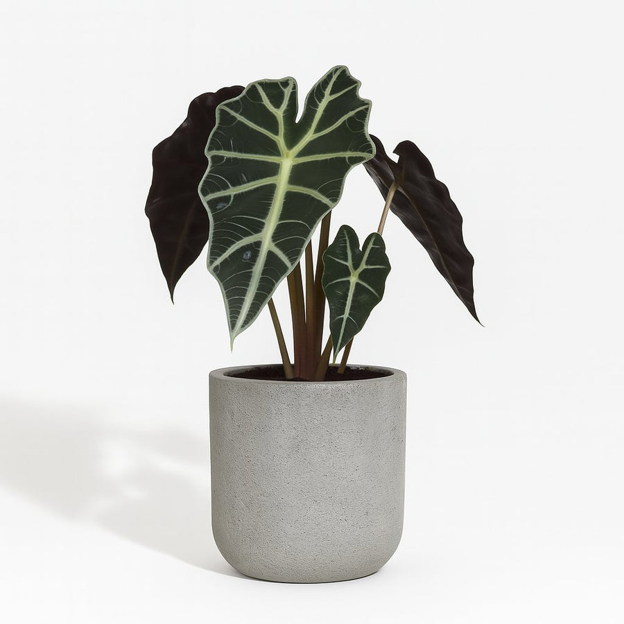 Alocasia Amazonica Polly - 30cm in einem modernen Studio mit modernem Topf