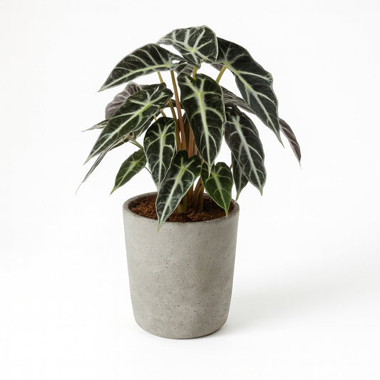 Alocasia Bambino Arrow - 40cm