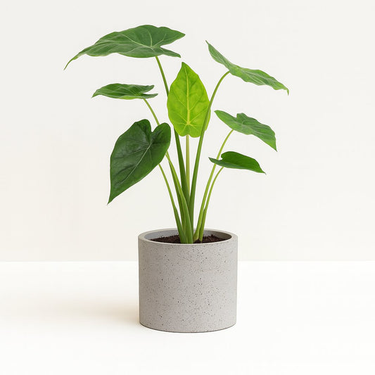 Alocasia Cucullata - 55cm