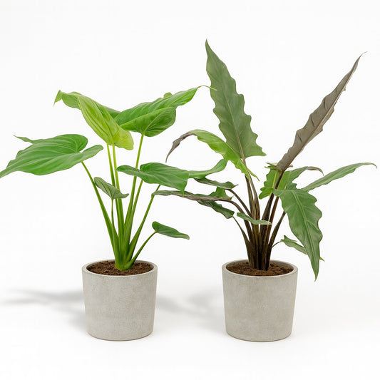Alocasia Cucullata und Alocasia Lauterbachiana - 60cm-75cm