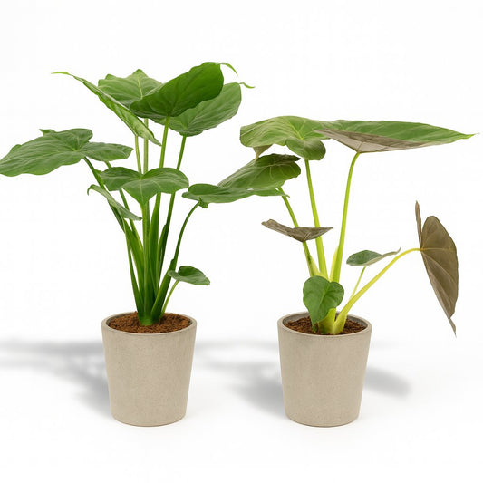 Alocasia Cucullata und Alocasia Wentii - 60cm