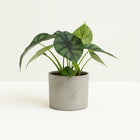 Alocasia Dragon Scale 25cm im 14cm Topf
