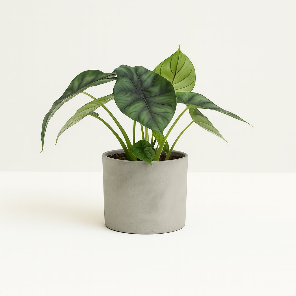 Alocasia Dragon Scale - 25cm
