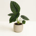 Alocasia Dragon Scale - 30cm in einem modernen Studio mit modernem Topf