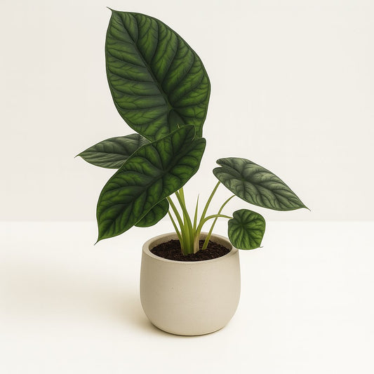 Alocasia Dragon Scale - 30cm