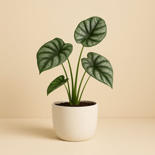 Alocasia Silver Dragon - 25cm