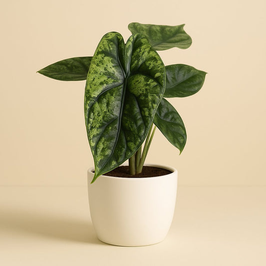 Alocasia Dragon Scale Variegata - 25cm