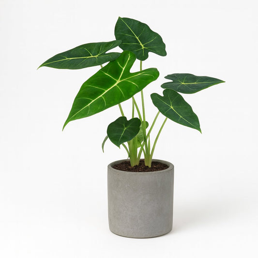 Alocasia Frydek