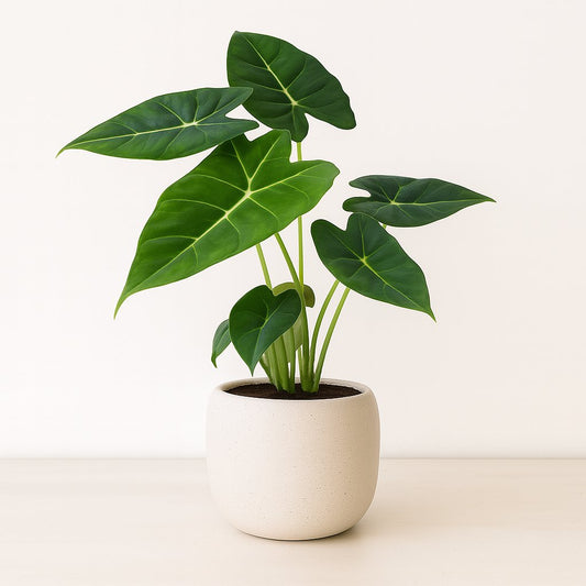 Alocasia Frydek