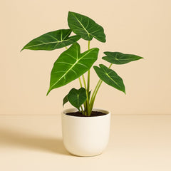 Alocasia Frydek