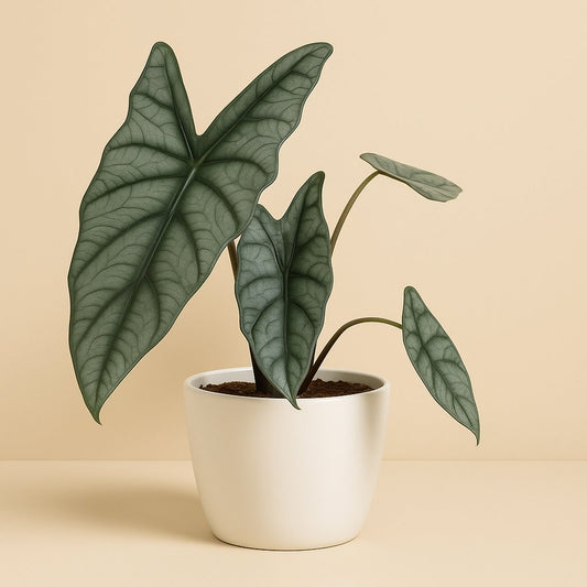 Alocasia Heterophylla - 25cm