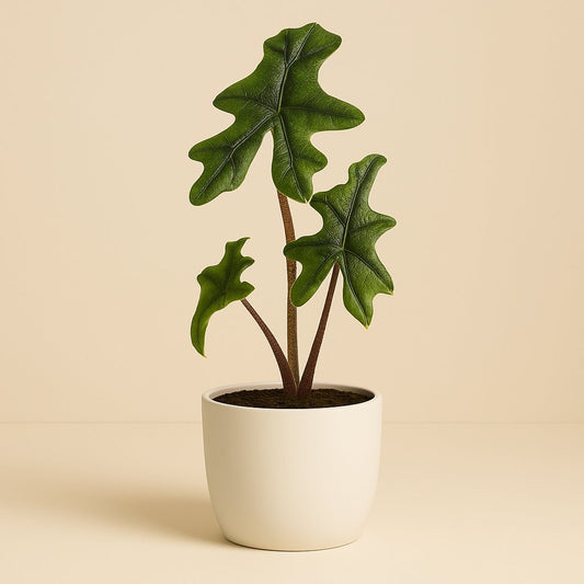 Alocasia Jacklyn - 30cm