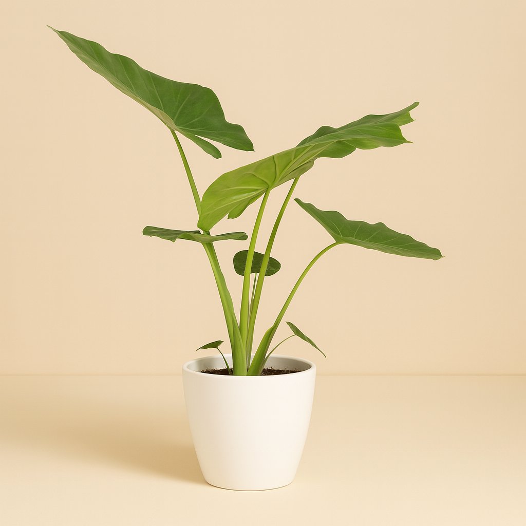 Alocasia Macrorrhiza - 70cm