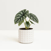 Alocasia Nebula Silver Compacta - 30cm in einem modernen Studio mit modernem Topf