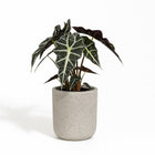 Alocasia Polly 45cm im 17cm Topf