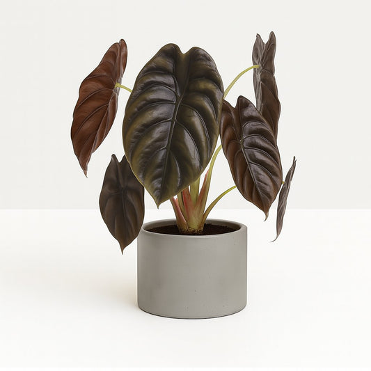 Alocasia Red Secret - 35cm
