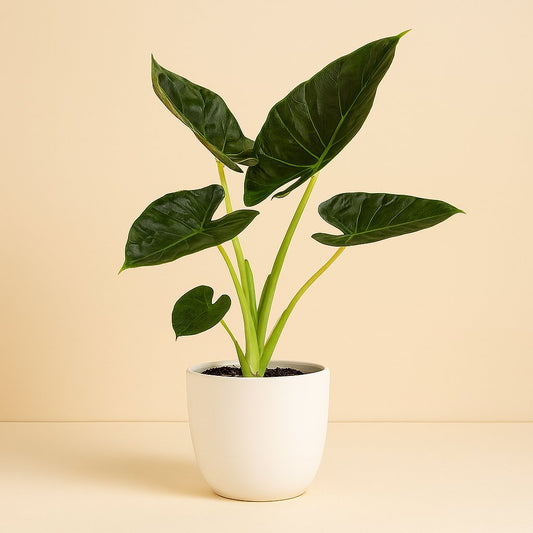 Alocasia Regal Shield - 90cm