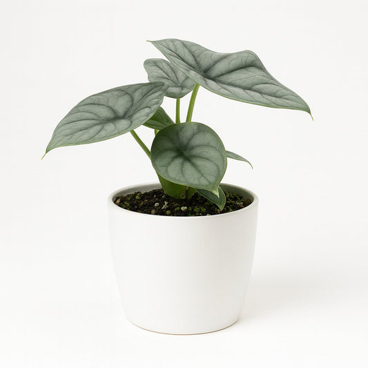 Alocasia Silver Dragon - 10cm