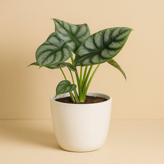 Alocasia Silver Dragon - 25cm