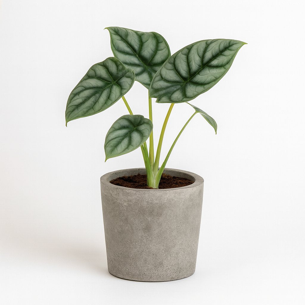 Alocasia Silver Dragon - 25cm