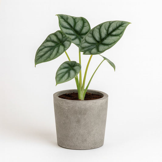 Alocasia Silver Dragon - 25cm