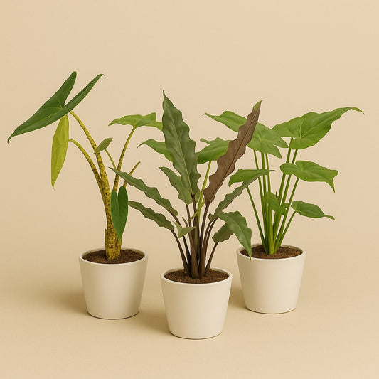 Alocasia Trio "Bold Beauty"